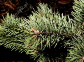Pinus sylvestris 'Albyns' 